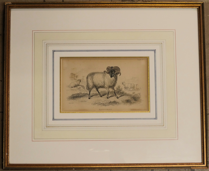 1836 Hand Colored Etching "Black Faced Ram" Plate 15  - Etching by Stewart Dell After Original by James Hope Stewart (1789 - 1856) - Attractively Framed and Matted - Frame Measures 12" by 14 1/2" 