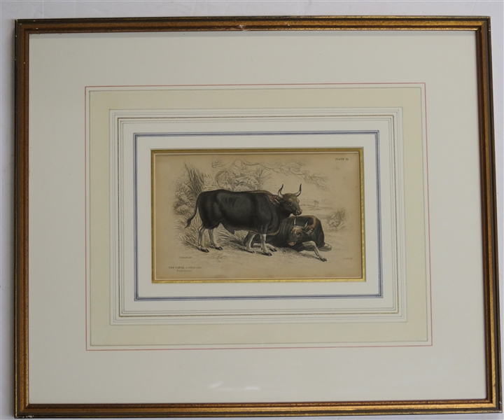 1800s Hand Colored Etching "The Gayal or Silhet Cattle" Plate 32 Etching by  Stewart Dell After Original by James Hope Stewart )1789 - 1856) Attractively Framed and Matted - Frame Measures 12" by...