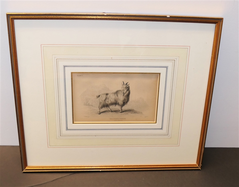 J. Stewart Hand Colored Engraving of "Wool Bearing Antelope - Native of America" Plate 4 - Beautifully Framed and Matted - Frame Measures 12 1/4" by 14 1/2" 