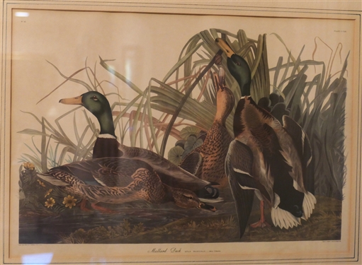 Mallard Duck Engraving - Plate N0. 45 -Engraved Printed and Colored By R. Howell 1834 -  Drawn From Nature by J.J. Audubon - Framed and Matted - Frame Measures 19 by 24