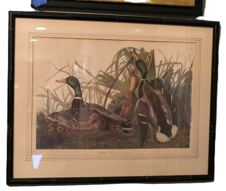 Mallard Duck Engraving - Plate N0. 45 -Engraved Printed and Colored By R. Howell 1834 -  Drawn From Nature by J.J. Audubon - Framed and Matted - Frame Measures 19 by 24