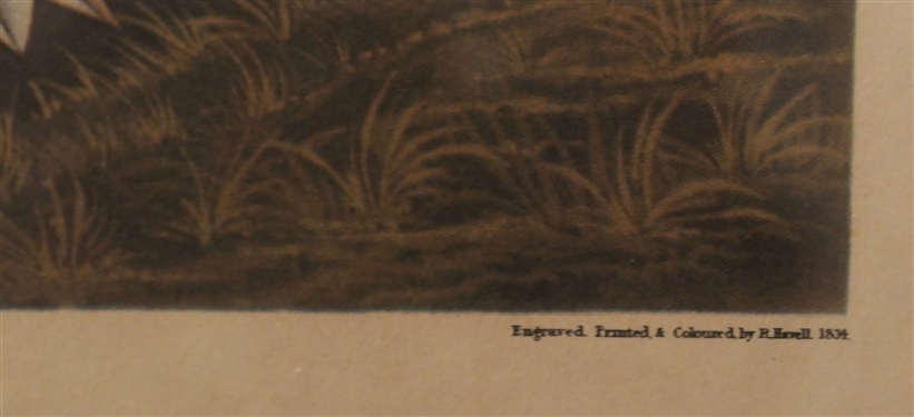 Mallard Duck Engraving - Plate N0. 45 -Engraved Printed and Colored By R. Howell 1834 -  Drawn From Nature by J.J. Audubon - Framed and Matted - Frame Measures 19 by 24