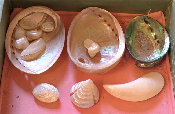 Group of Abalone and Mother of Pearl Shells - Large and Small 