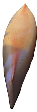 Old Town- Discovery 174 Fiberglass Canoe from Pro Canoe & Kayak   - 2 Seats - Measures 17'3 Long 