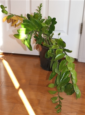 Live ZZ Plant - House Plant 