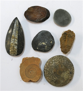 7 - Stone, Fossil, and Wood Specimens including Limestone Ammo - Jurassic Period, Orthoceras - Morocco - Devonian Period, Trilobite - Ordovician Period, Sporadoceras, Devonian Period, and 3 Others...