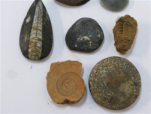 7 - Stone, Fossil, and Wood Specimens including Limestone Ammo - Jurassic Period, Orthoceras - Morocco - Devonian Period, Trilobite - Ordovician Period, Sporadoceras, Devonian Period, and 3 Others...