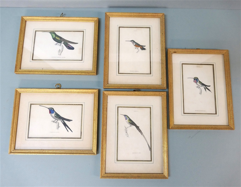5 Hand Colored Humming Bird Prints - Plate 14, 25, and 8 - Other 2 Framed Horizontally - Hand Colored Mats - Gold Frames  - Each Frame Measures 9 3/4" By 7 1/2" 