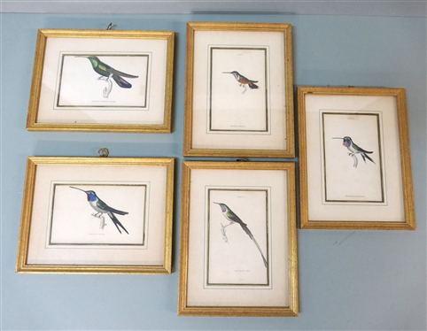 5 Hand Colored Humming Bird Prints - Plate 14, 25, and 8 - Other 2 Framed Horizontally - Hand Colored Mats - Gold Frames  - Each Frame Measures 9 3/4 By 7 1/2 