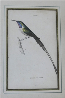 5 Hand Colored Humming Bird Prints - Plate 14, 25, and 8 - Other 2 Framed Horizontally - Hand Colored Mats - Gold Frames  - Each Frame Measures 9 3/4 By 7 1/2 