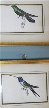 5 Hand Colored Humming Bird Prints - Plate 14, 25, and 8 - Other 2 Framed Horizontally - Hand Colored Mats - Gold Frames  - Each Frame Measures 9 3/4 By 7 1/2 