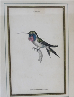 5 Hand Colored Humming Bird Prints - Plate 14, 25, and 8 - Other 2 Framed Horizontally - Hand Colored Mats - Gold Frames  - Each Frame Measures 9 3/4 By 7 1/2 