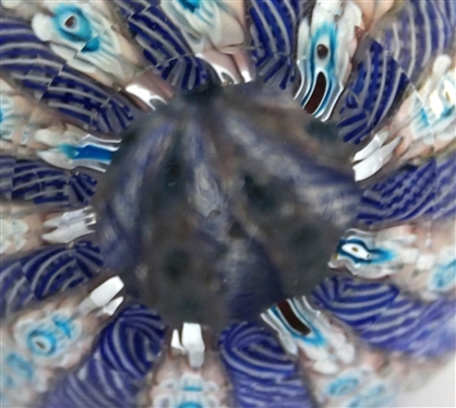 Beautiful Purple and White Threaded Millefiori Flower Paperweight - Measures 3 Tall 