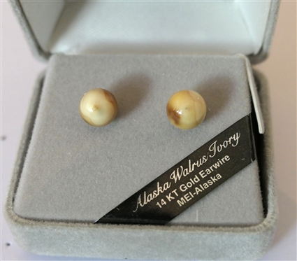 Alaska Walrus Ivory Stud Earrings with 14kt Gold Ear wires - In Original Box 