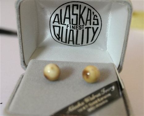 Alaska Walrus Ivory Stud Earrings with 14kt Gold Ear wires - In Original Box 
