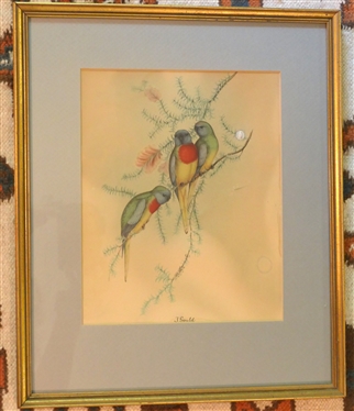 J. Gould Bird Print - Framed and Matted - Frame Measures 15 By 13