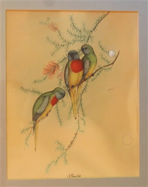 J. Gould Bird Print - Framed and Matted - Frame Measures 15 By 13