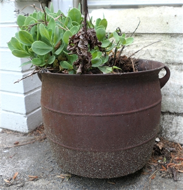 Cast Iron Pot Planted with Succulents - Measures 10 Tall 