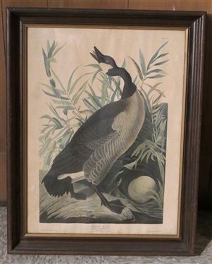 Canada Goose Audubon Print - Engraved, Printed, & Colored by R. Harell - Framed in Walnut Frame - Frame is 21 1/2 by 17