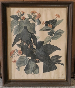 White - crowned Pigeon Male 1 Female 2 - Audubon Print - Engraved, Printed, and Colored by R. Harrell - London 1833 - Framed in Walnut Frame - Measuring 21 1/2 by 17 - Some Water Damage To Top...