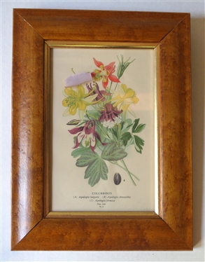 Columbines Framed Botanical Print in Birdseye Maple Frame - Frame Measures 12 5/8" by 9 1/4" 