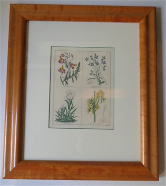 Benjamin Maund "The Botanic Garden" Hand Colored Engraving - Attractively Framed and Matted in Birdseye Maple Frame -Published London: Simpkin & Marshall, 1836 Frame Measures 15 1/2" By 13" 
