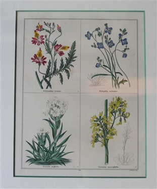 Benjamin Maund The Botanic Garden Hand Colored Engraving - Attractively Framed and Matted in Birdseye Maple Frame -Published London: Simpkin & Marshall, 1836 Frame Measures 15 1/2 By 13 