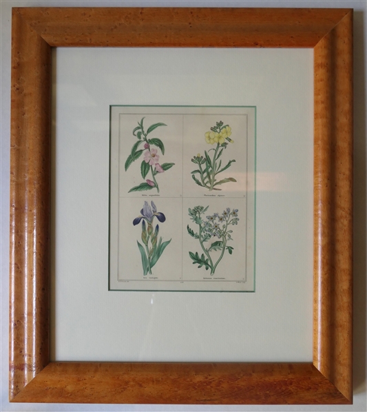 Benjamin Maund "The Botanic Garden" Hand Colored Engraving - Attractively Framed and Matted in Birdseye Maple Frame -Published London: Simpkin & Marshall, 1836 Frame Measures 15 1/2" By 13" 