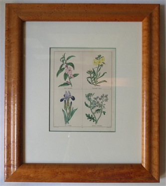 Benjamin Maund "The Botanic Garden" Hand Colored Engraving - Attractively Framed and Matted in Birdseye Maple Frame -Published London: Simpkin & Marshall, 1836 Frame Measures 15 1/2" By 13" 