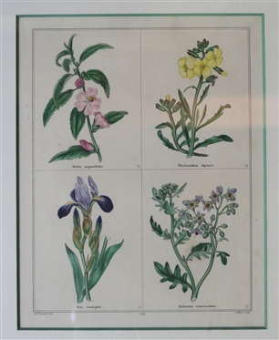Benjamin Maund The Botanic Garden Hand Colored Engraving - Attractively Framed and Matted in Birdseye Maple Frame -Published London: Simpkin & Marshall, 1836 Frame Measures 15 1/2 By 13 