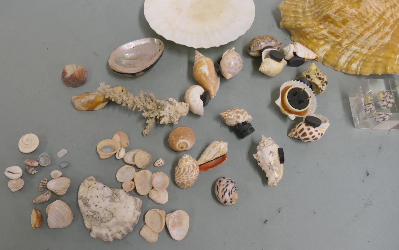 Lot Detail - Collection of Seashells - Large and Small - Conch Shell ...