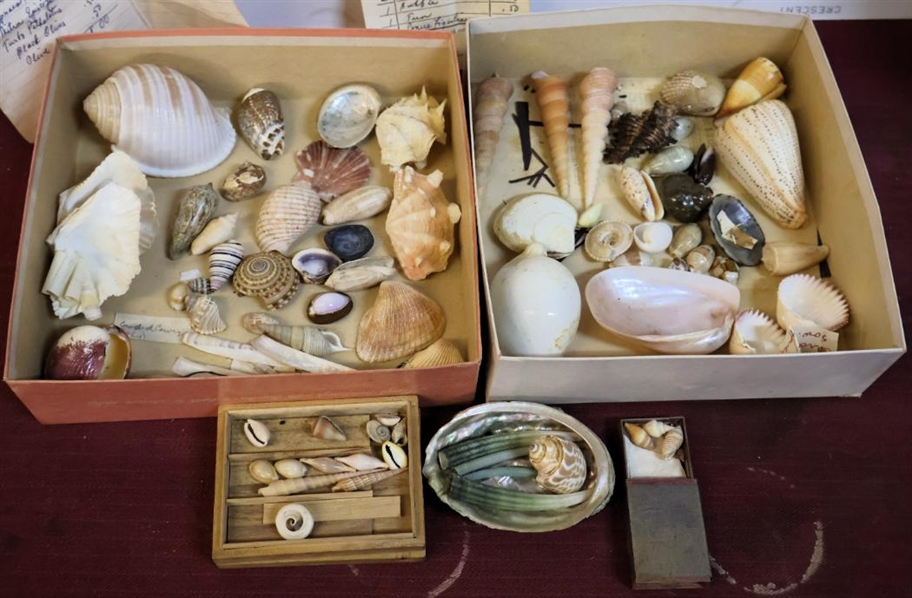 Shell Old Collection Lot Detail - Large Collection of Vintage Exotic Shells Purchased in the ...
