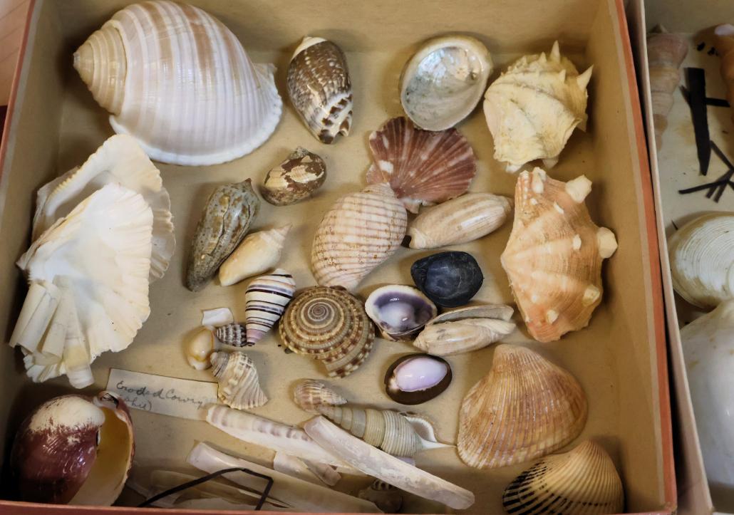 Lot Detail - Large Collection of Vintage Exotic Shells Purchased in the ...