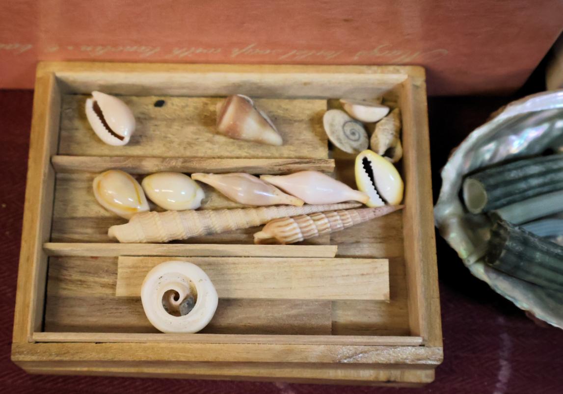 Throwback Shell Pictures Lot Detail - Large Collection of Vintage Exotic Shells Purchased in the ...