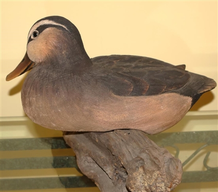 Hand Carved and Hand Painted Wood Duck Decoy - Highly Detailed on Driftwood Base - Signed P.W.P. '84 - Duck Only is 5T all 12 Beak to Tail 